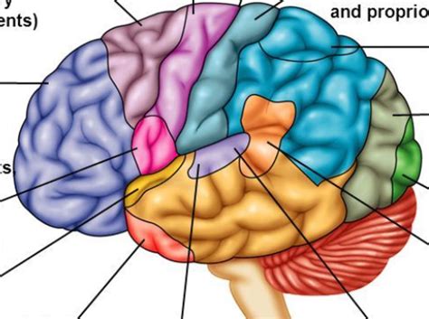 ap psych unit 2 quizlet|ap psych chapter 2 quizlet.